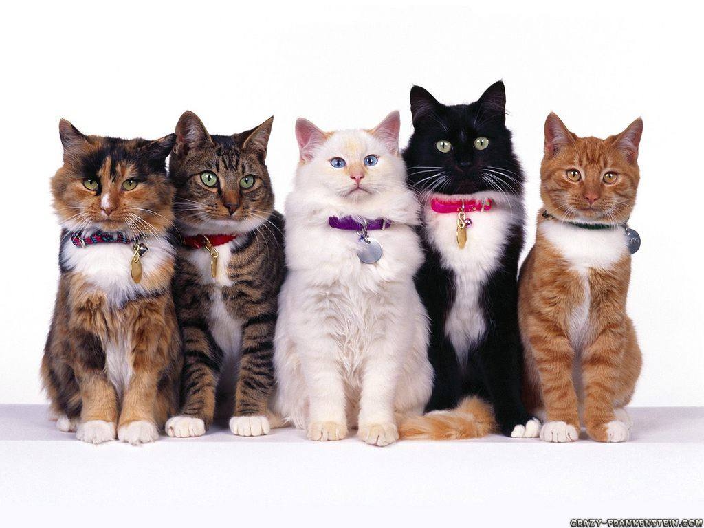 cats-828852b198a01a166d20bd2f4aca3060