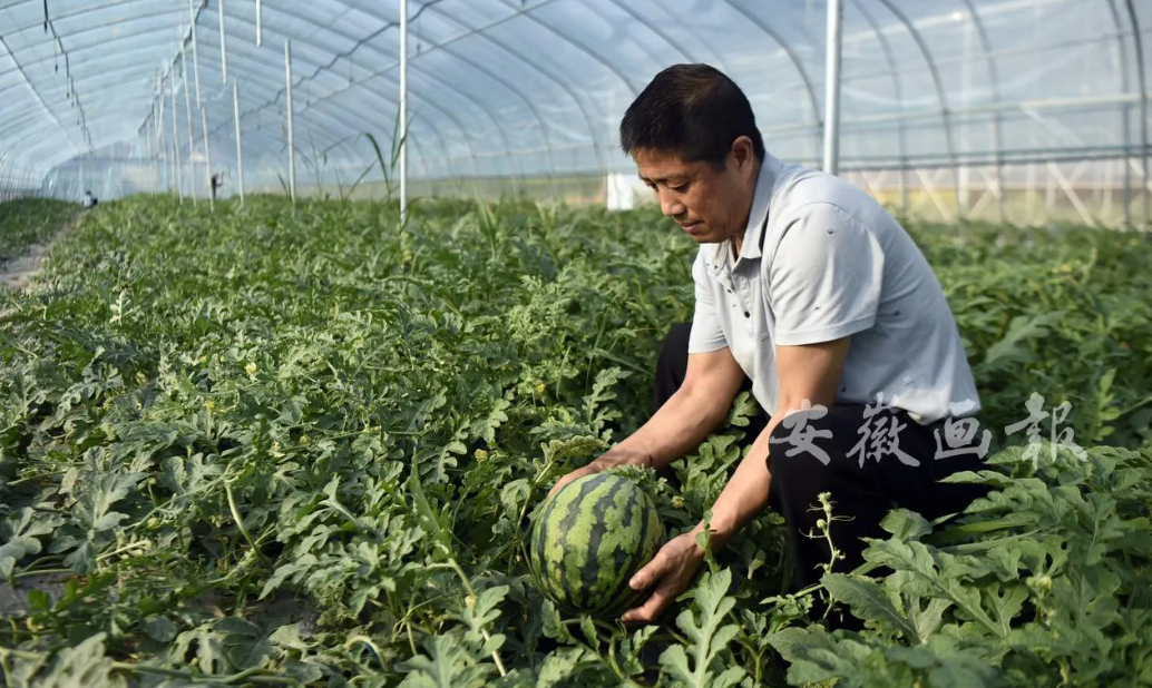 sanshigang-watermelon-farm-daa5b6bbe67e6df52c0a30b6af8e3642