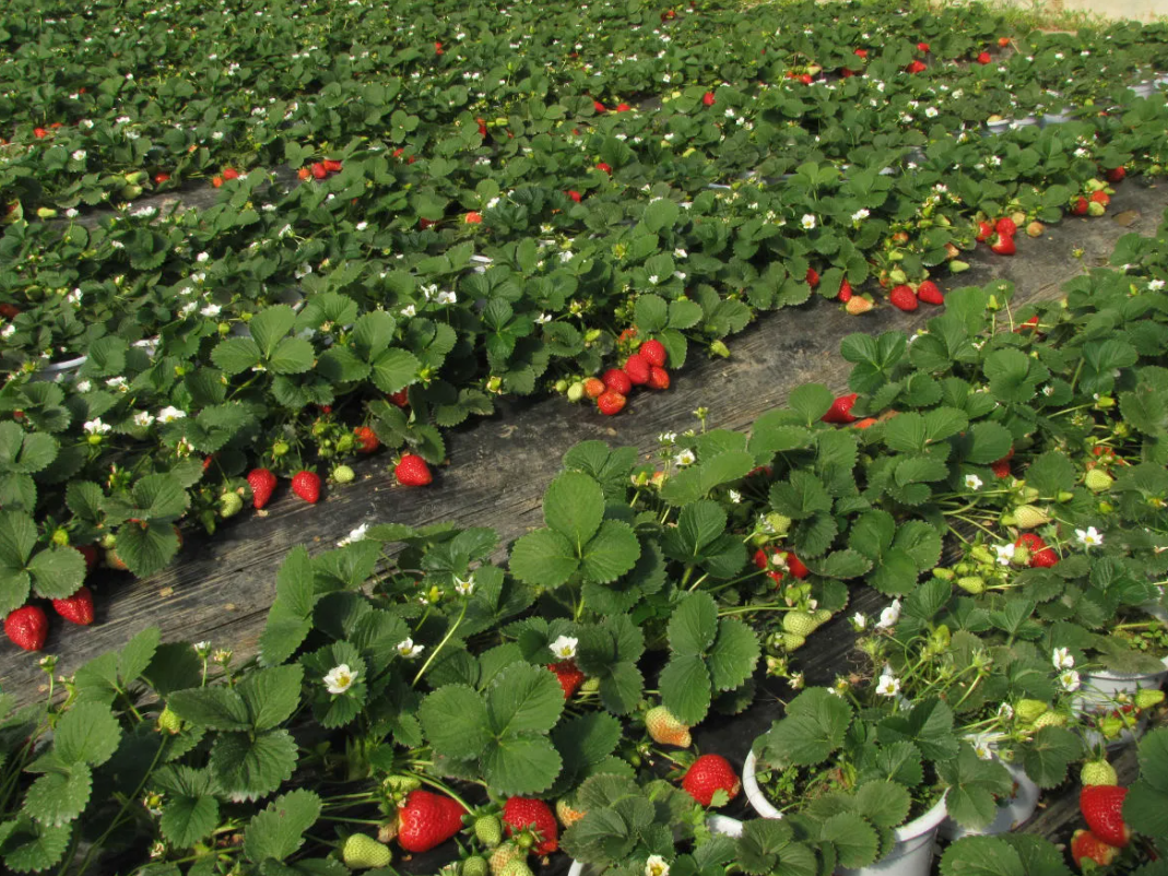 strawberry-farm-97a72c993b32623e0b6416a7203e4d6a