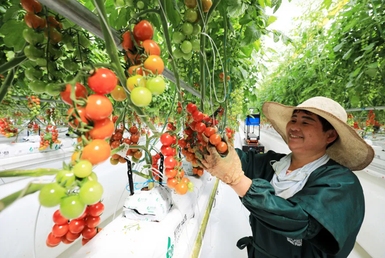 feixi-tomato-farms-f7950f5e26bd47e63b54de80100f85f0