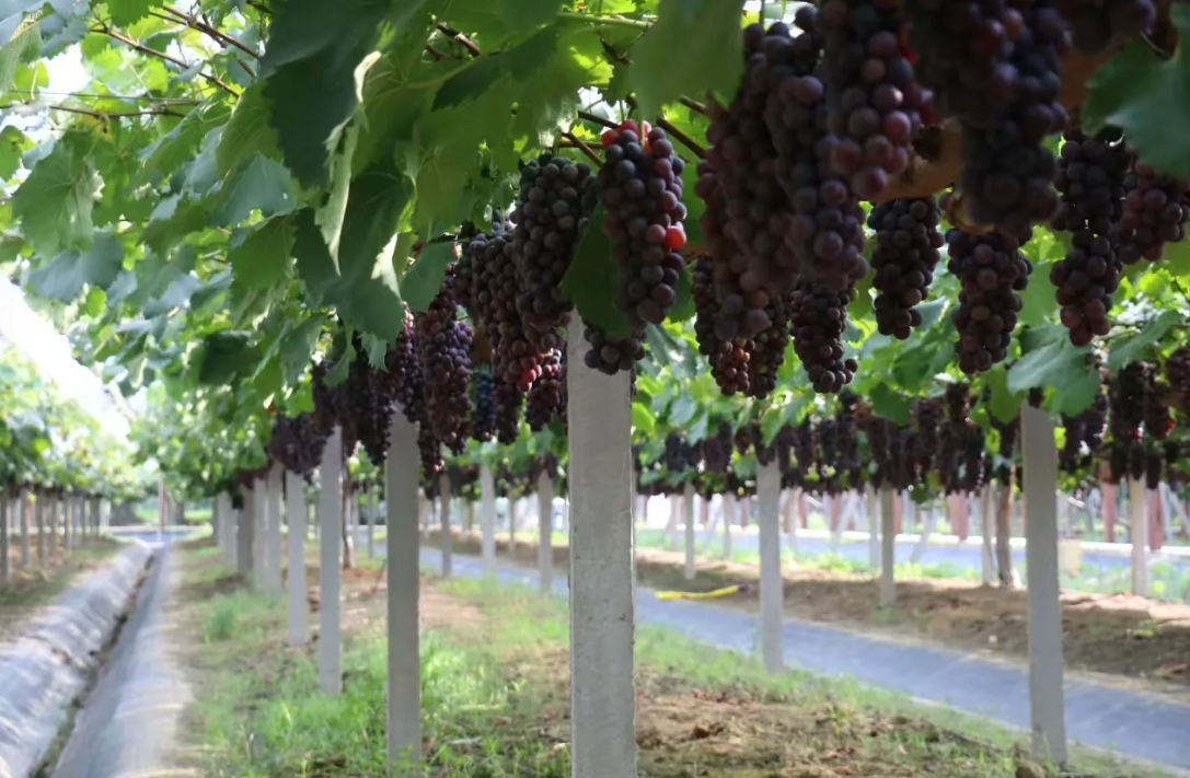 dawei-grape-farm-0be5289be23122f99f3f1c0c127c9916