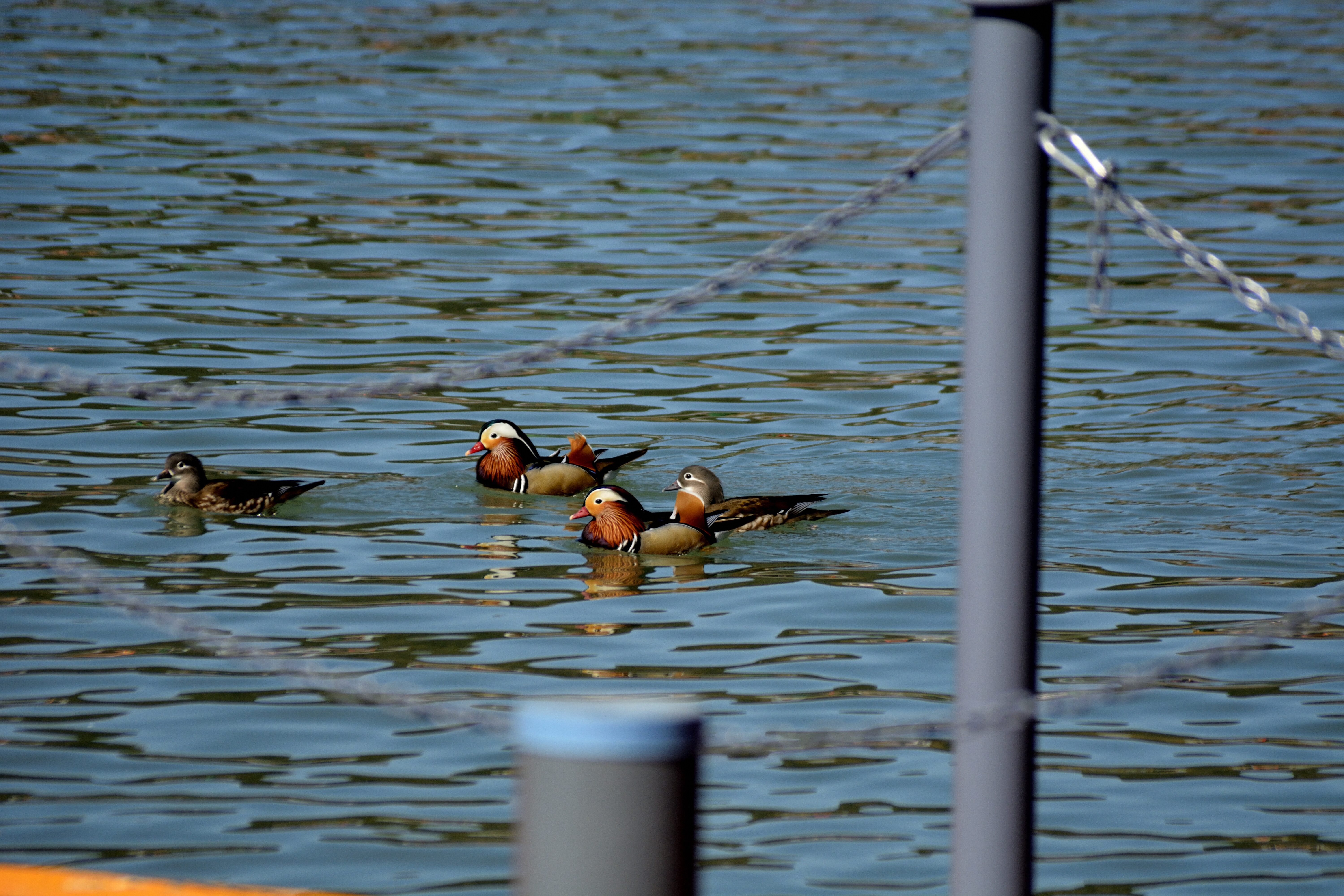 _DSC6748-507d62110099a2b72d8e93dc95007d98