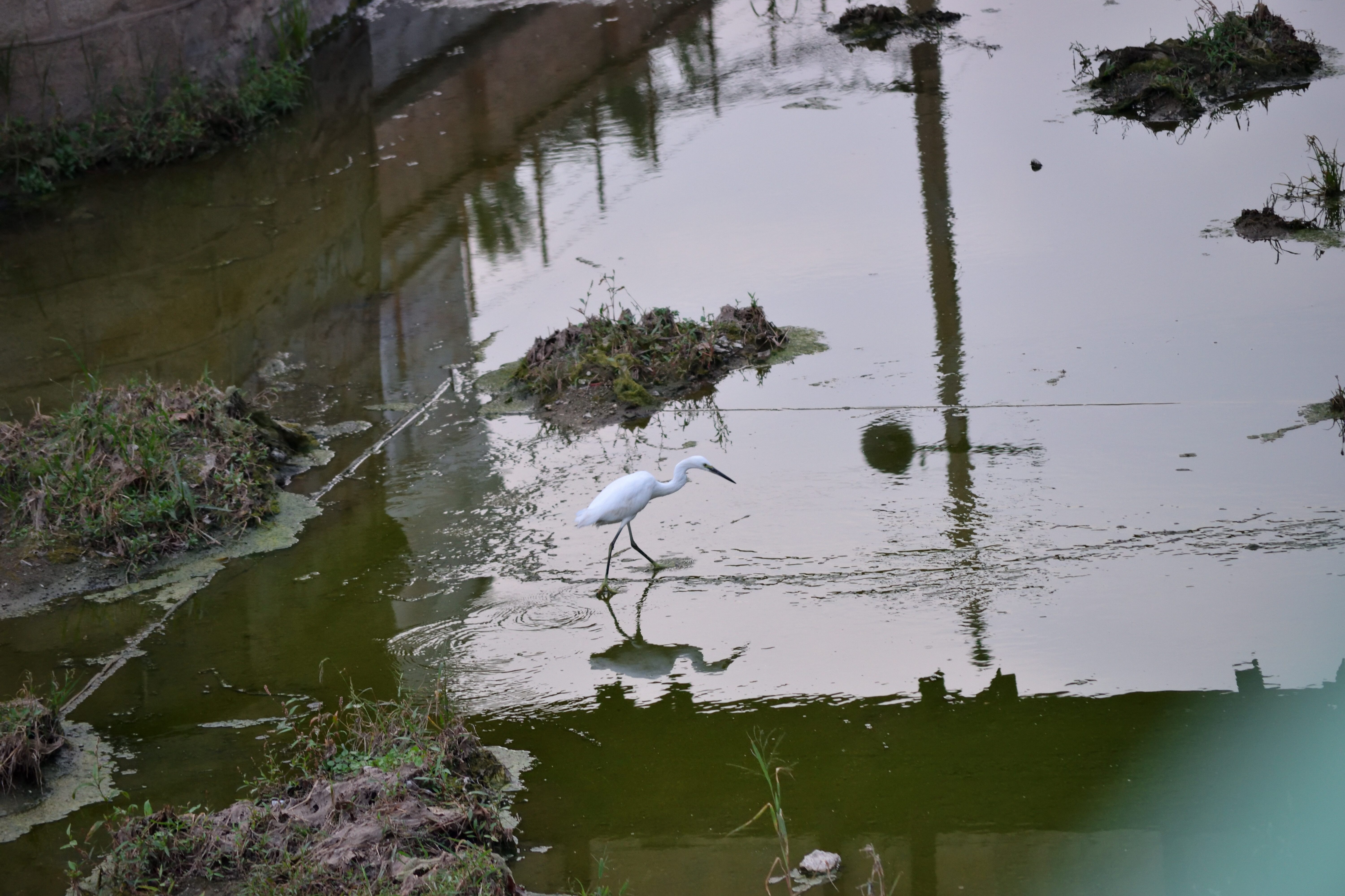 DSC_0384-4a593139aa55980d829656ed60581076