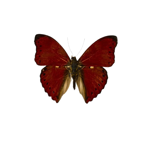 IMG 0416 removebg preview