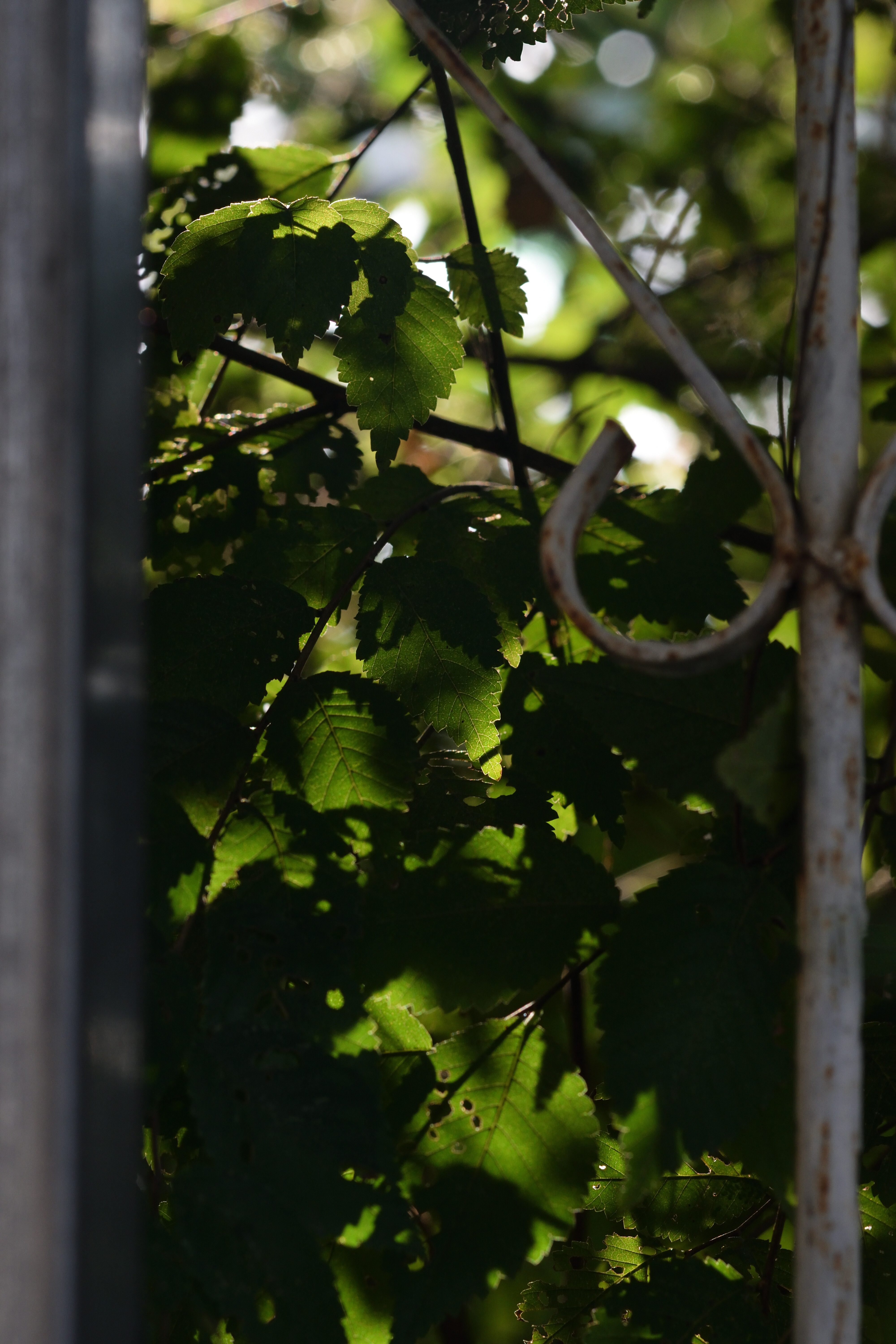 DSC_0356-97f1ffea62e9bfe8061fa1603621b828