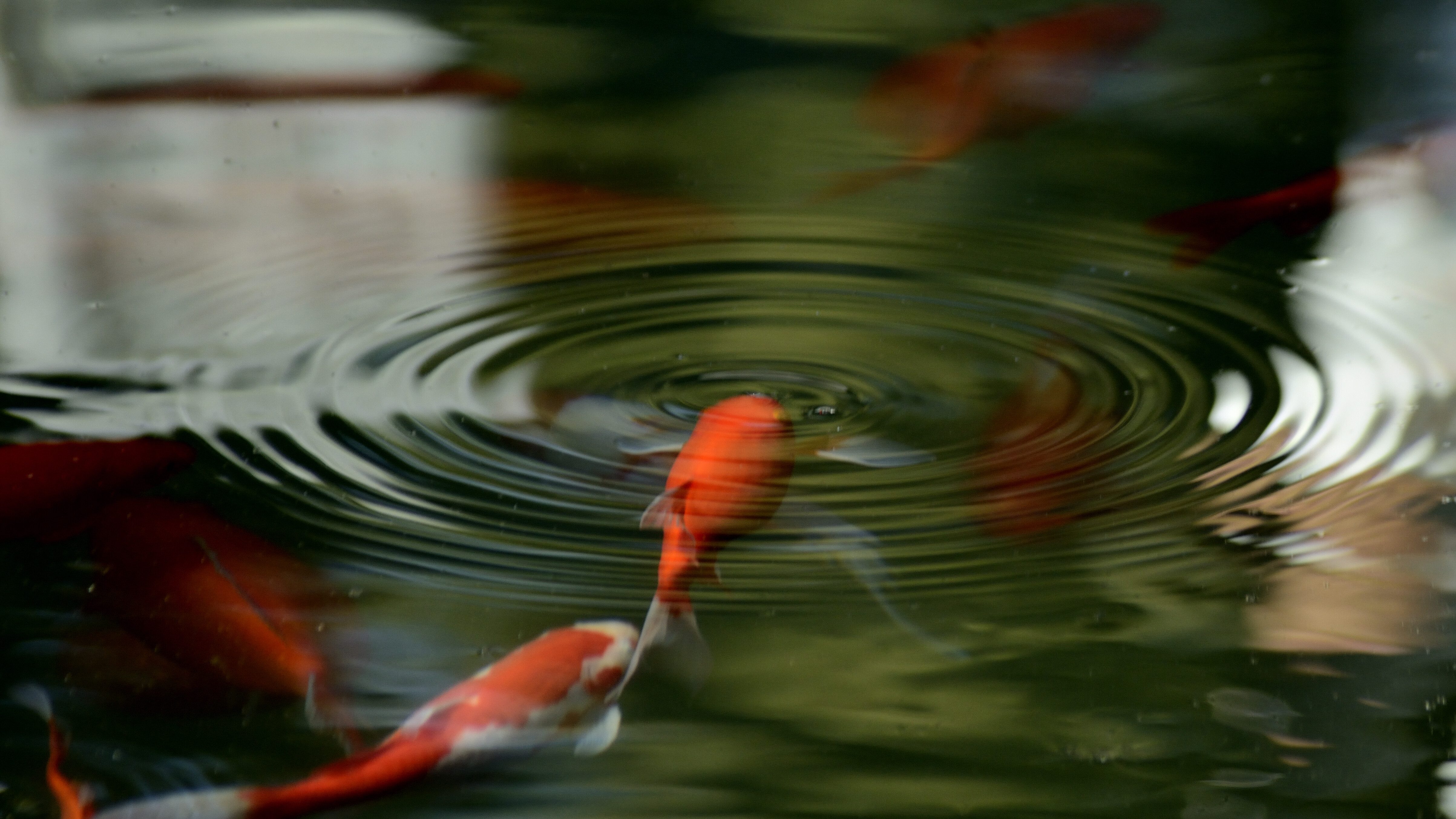 _DSC6957_01-106a4ca1ac387781980545a2431f4b03