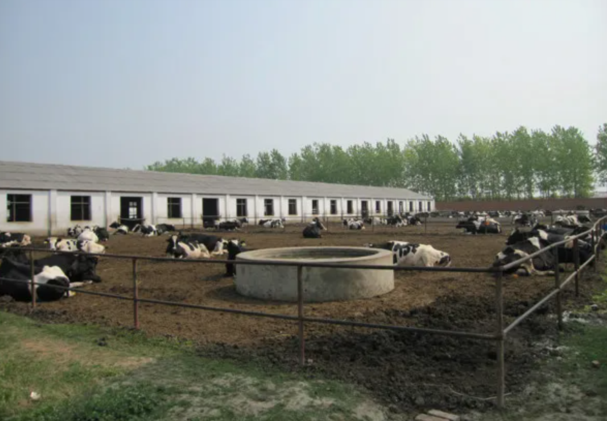 yili-dairy-farm-821107c1964a4d23dab38783e4d2dcba