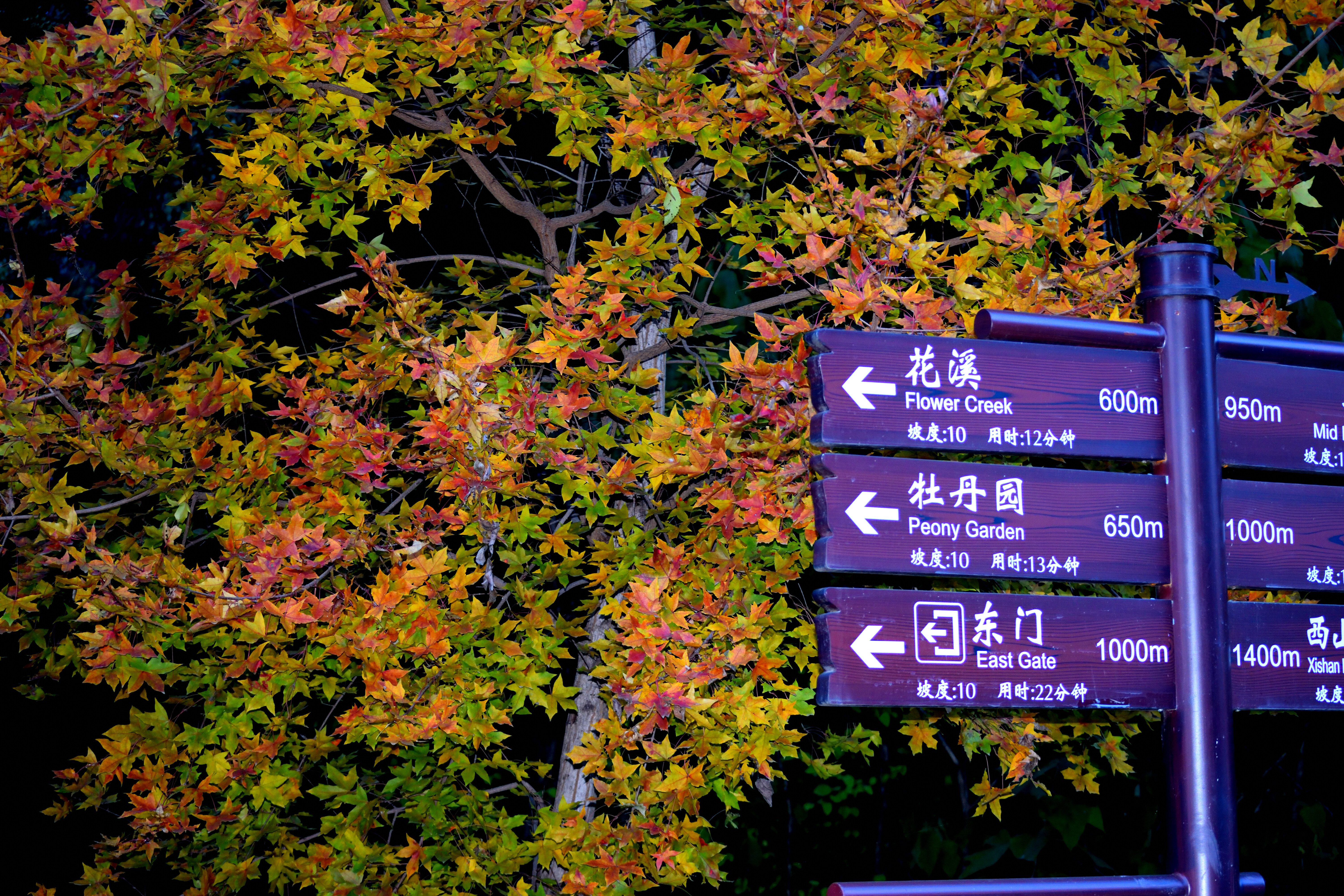 DSC_0445-f9f4aa0dd3734c50ac9b4cd486093e68