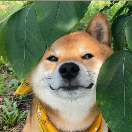 dog-2531408e2260521bd4bcfb2e5e55f9ee