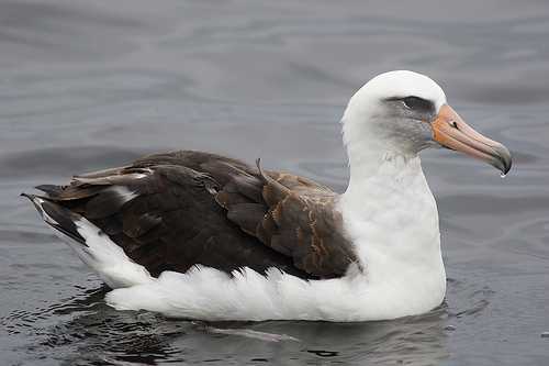 Laysan Albatross 0058 637