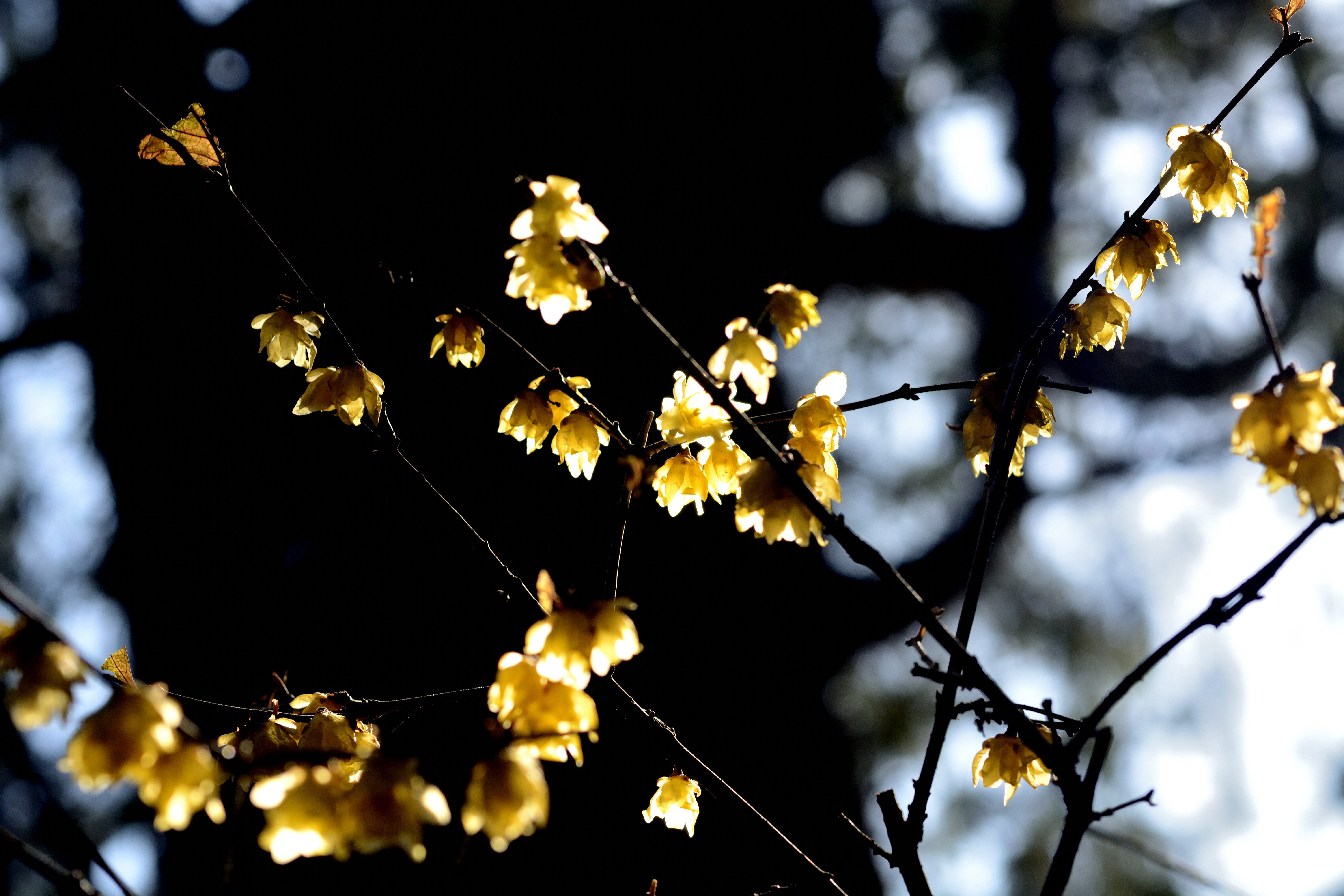 _DSC6869-930b3f056c4141f8c38f626b4402425d