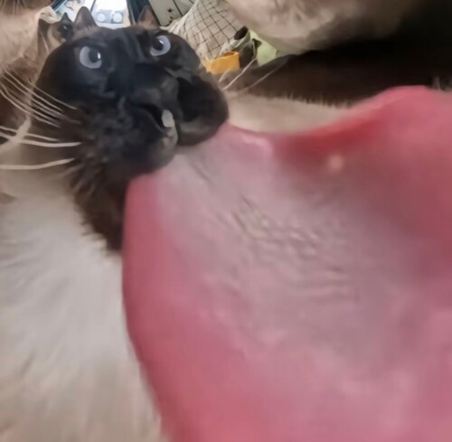 Screenshot 2026 03 08 16 21 06 427 com.ss.android.ugc.aweme edit