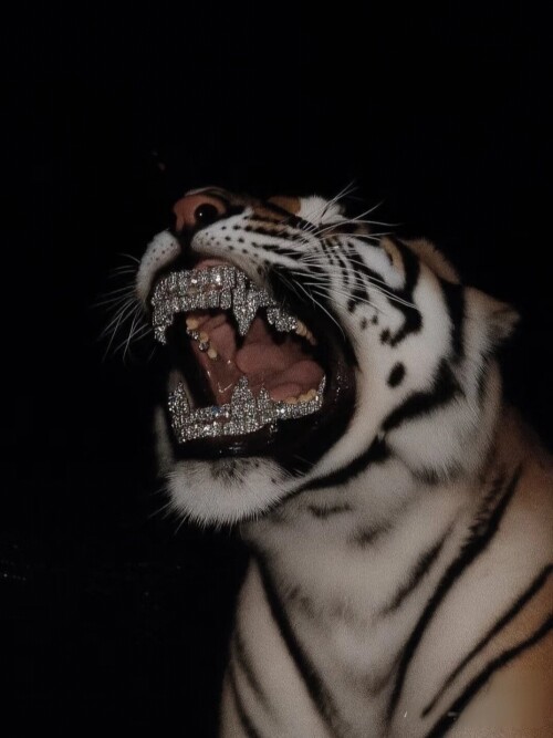 Camera 1040g3k031pv54vacn6705on3fjmnonro7g8pvn0 edit 1810314956516604