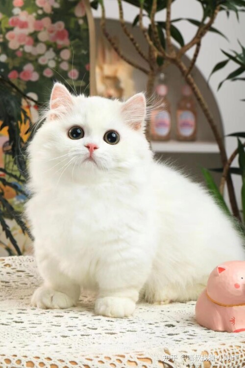 cat-a995ee9e5b929eba1500db07d8bb9626.jpg
