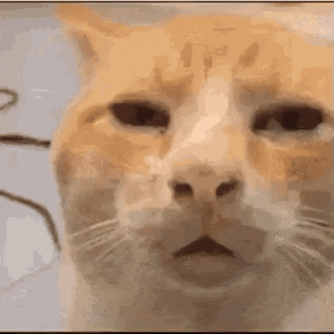meme-__aigei_com-c71db09e3ccaa808e29ca38c8039030e.gif