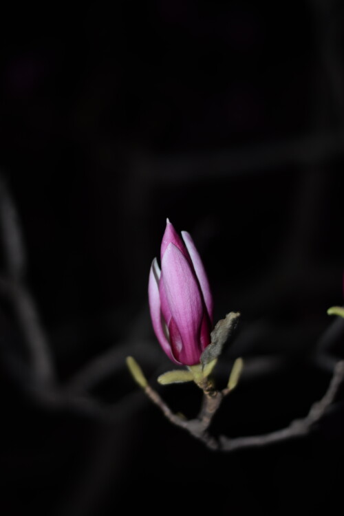 _20250324213719-ed9dce9805d641b5e25c6e8e067ee876.jpg