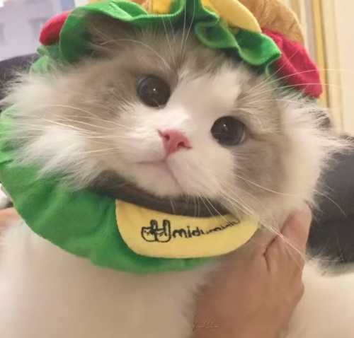 Screenshot 2025 1012 035156