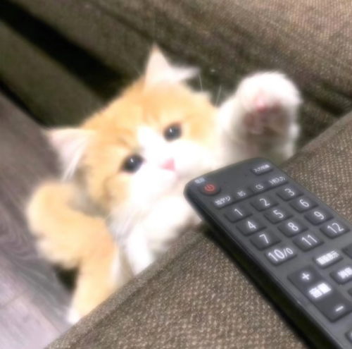 com.xingin.xhs 20250713024604