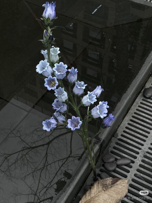 Camera XHS 17686667614641040g00831e5jresa0s0g5oqq7qg4kspt74ft3q0