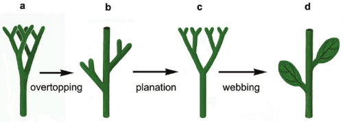 Transformational-series-of-leaf-evolution-as-proposed-by-Zimmermanns-Telome-Theory-c1f21d6ffde58020b59d33aca5e229ac.png