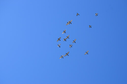 DSC_0594-fbffd54bf1e9a8e6475057ae986b0595.jpg
