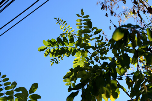 DSC 0581