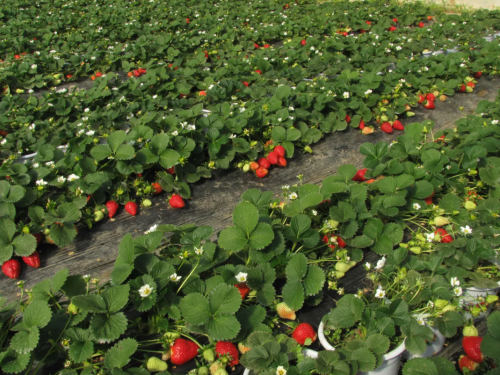 strawberry farm