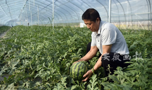 sanshigang watermelon farm