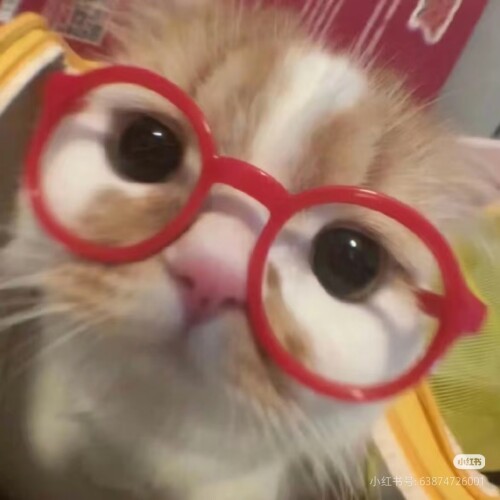 Camera XHS 17627732507811040g2sg31e9oo9fugs605ptcnt6hjof22tvpqtg