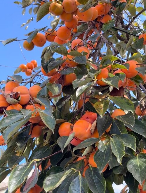 photo 2025 10 01 16 42 29