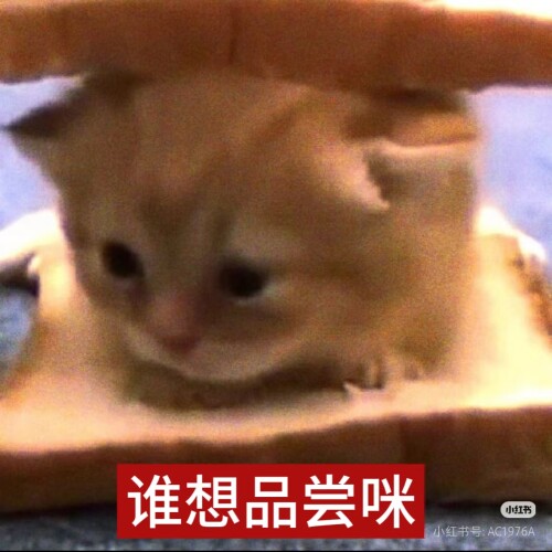 Camera 1040g3k031lt4a13plu4g5oglpc3od5iqogl44io