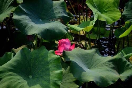 DSC 0099