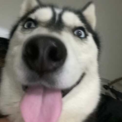 1000102279