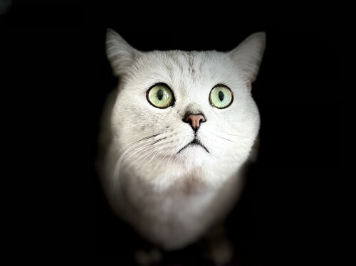 cat1