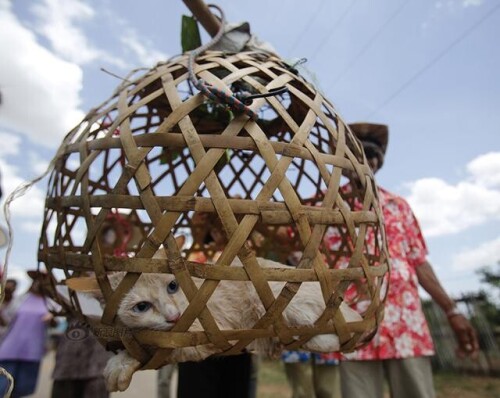 In this July 2, 2015 photo, Thai villagers parade throughout their village with a caged cat as part 