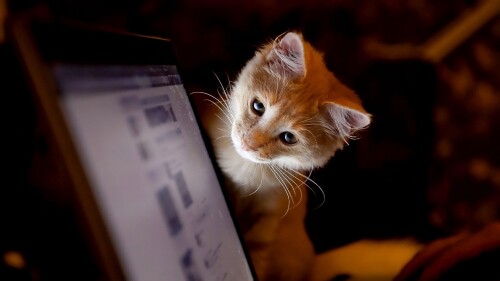 cat_computer_curiosity_56487_1920x1080-d52038d7732617a326b50fa783c6635d.jpg