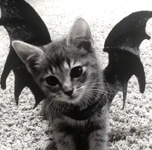 Camera 1040g3k031oh7kglfmm005otukqepic4dto552oo