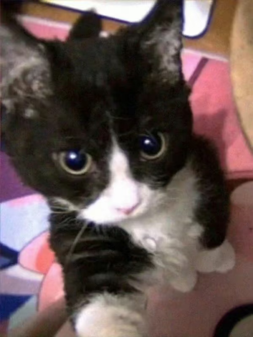 com.xingin.xhs 20251101214203