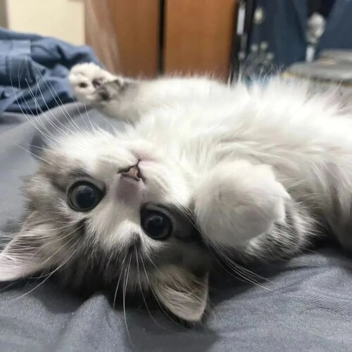 mmexport1767192736985.