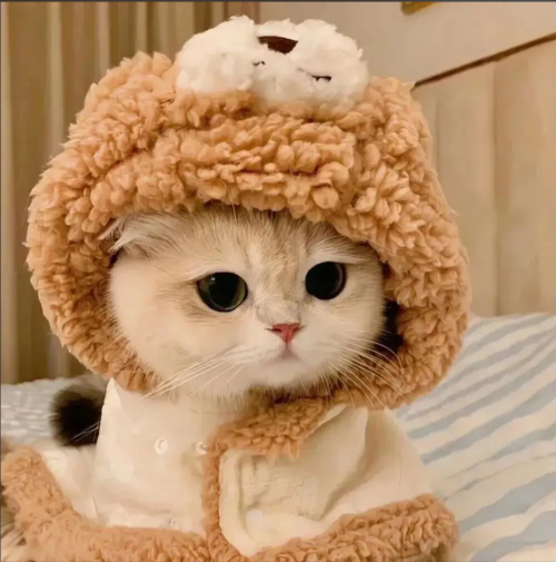 屏幕截图 2026 02 09 113446