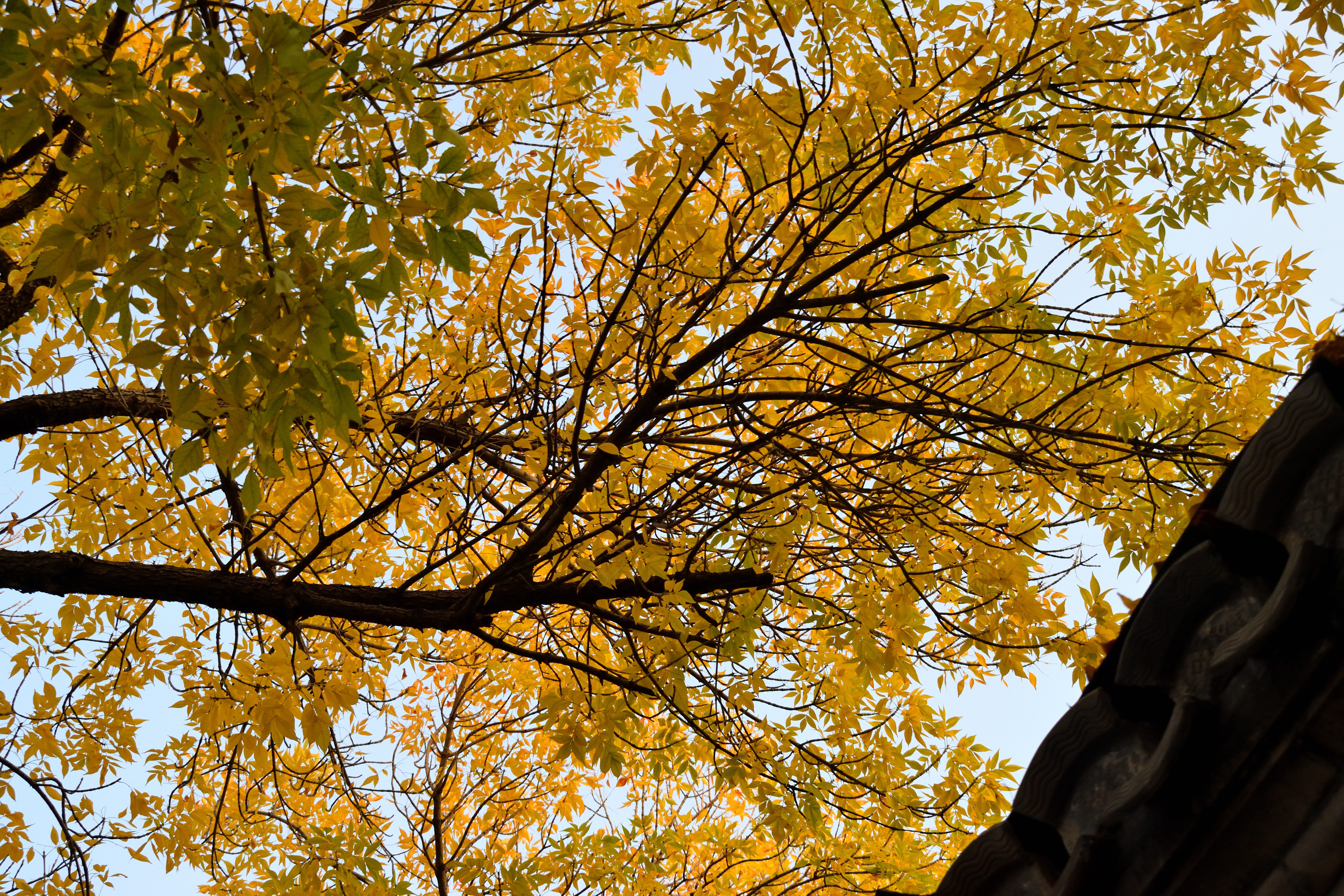 DSC_0416-6c650ee37e940ede4b40a1dc3984053e