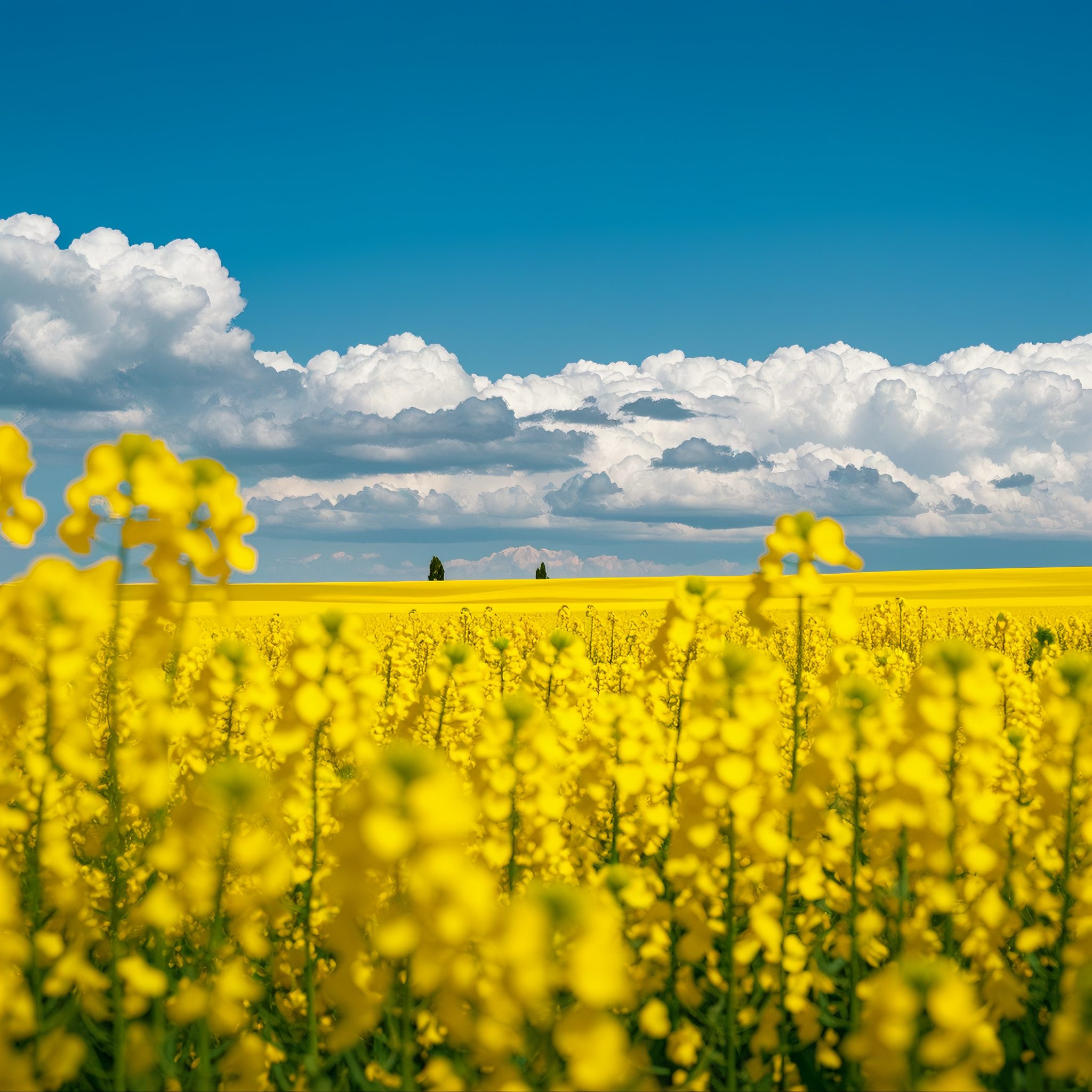 pkY27vR-3d0e8f8e42b07236e49cf74cac6e60c1