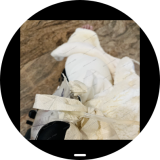 Screenshot_20260307_210334_sbrowser-d0af487d580d92bb369d018b509aea5f