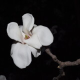 _20250324213623-16ecb071f004dd1433cec1dc10f1a740