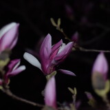 _20250324213703-65d3922afe81bca87fe2bc27ec5b8b2a