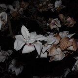 _20250324213627-d11d12d6715d4c0fa0750cf5346fa3de