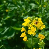 pexels-da-na-461418424-31294267-2-576a944ec38f62d42b2f3f49b225943d