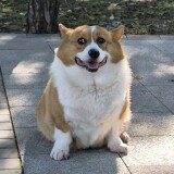 dog-2144c13a58d669f9468b8d94dff95ec6