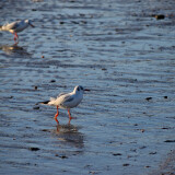 DSC_0047-7277a3fe2daa6ce79d0e55910bb61727