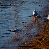 DSC_0050-a3ff02ac2c79897904815d3758da26b8